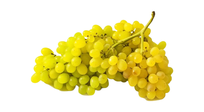 Виноград «Кишмиш»